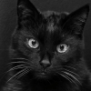 Kater