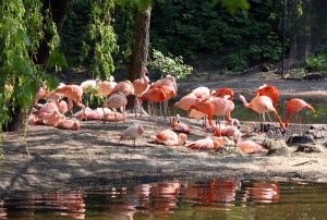 Flamingos
