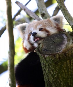 kleiner Panda