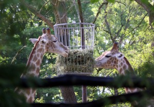 Giraffe