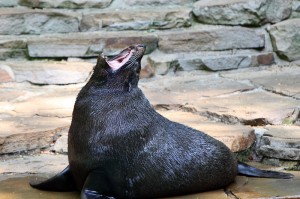 Seelöwe